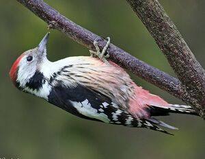 Middle Spotted Woodpecker 
&copy; Robert Hendrick
