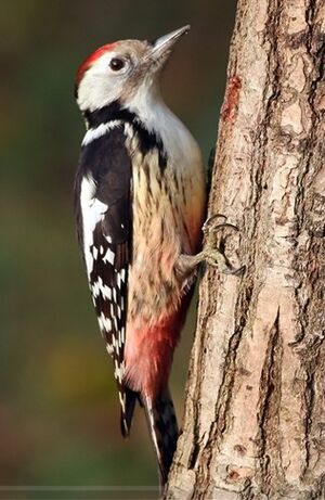 Middle Spotted Woodpecker 
&copy; Robert Hendrick