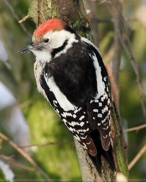 Middle Spotted Woodpecker 
&copy; Robert Hendrick
