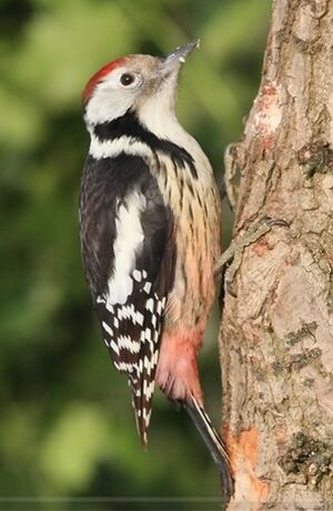 Middle Spotted Woodpecker 
&copy; Robert Hendrick