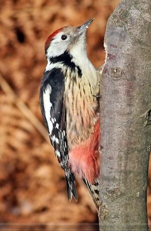 Middle Spotted Woodpecker 
&copy; Robert Hendrick