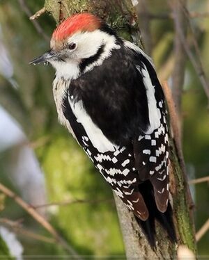 Middle Spotted Woodpecker 
&copy; Robert Hendrick