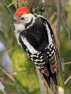 Middle Spotted Woodpecker 
&copy; Robert Hendrick
