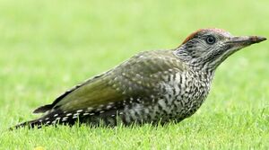 European Green Woodpecker