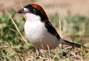 Woodchat Shrike