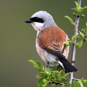 Red-backed Shrike