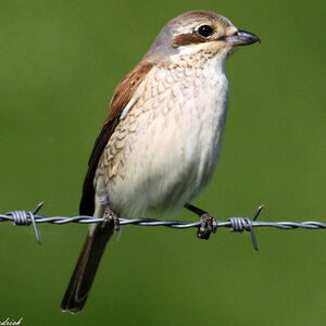 Red-backed Shrike