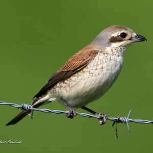 Red-backed Shrike