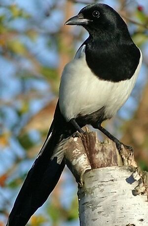 Eurasian Magpie 
&copy; Robert Hendrick