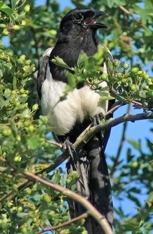 Eurasian Magpie 
&copy; Robert Hendrick
