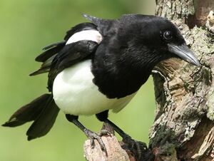 Eurasian Magpie 
&copy; Robert Hendrick