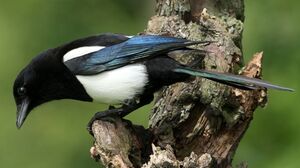 Eurasian Magpie 
&copy; Robert Hendrick