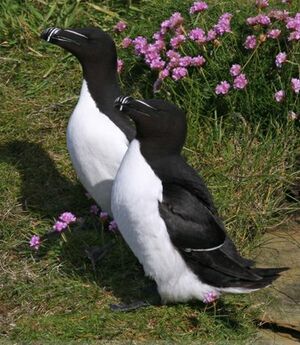 Pingouin torda 
&copy; Robert Hendrick