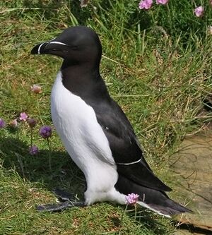 Pingouin torda 
&copy; Robert Hendrick