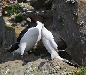 Pingouin torda 
&copy; Robert Hendrick