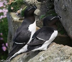 Pingouin torda 
&copy; Robert Hendrick