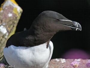 Pingouin torda 
&copy; Robert Hendrick