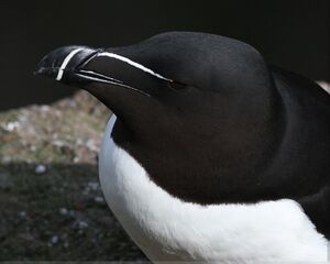 Pingouin torda 
&copy; Robert Hendrick