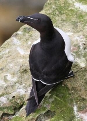 Pingouin torda 
&copy; Robert Hendrick