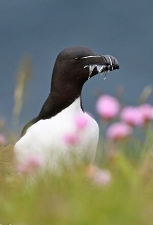 Pingouin torda 
&copy; Robert Hendrick