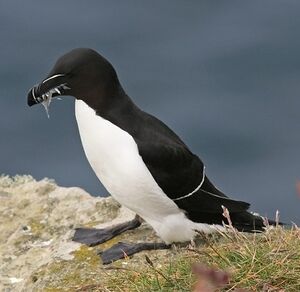 Pingouin torda 
&copy; Robert Hendrick