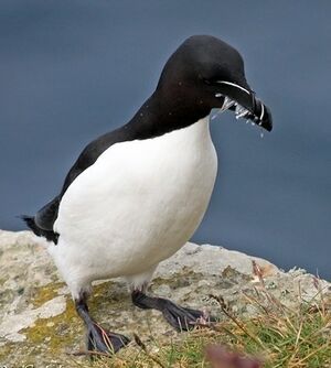 Pingouin torda 
&copy; Robert Hendrick