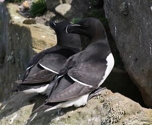 Pingouin torda 
&copy; Robert Hendrick