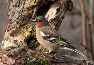 Common Chaffinch