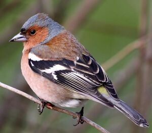 Common Chaffinch