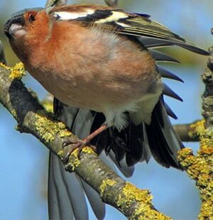 Pinson des arbres