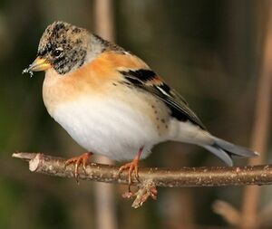 Pinson du Nord 
&copy; Robert Hendrick