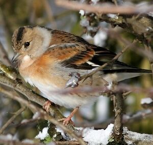 Pinson du Nord 
&copy; Robert Hendrick