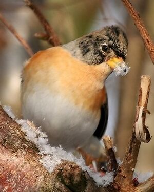 Pinson du Nord 
&copy; Robert Hendrick