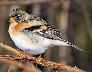 Pinson du Nord 
&copy; Robert Hendrick