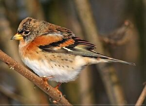 Pinson du Nord 
&copy; Robert Hendrick