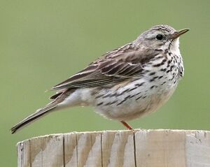 Meadow Pipit 
&copy; Robert Hendrick
