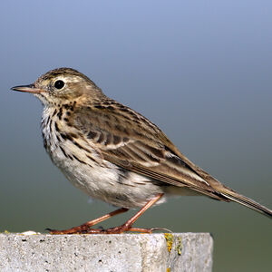 Meadow Pipit 
&copy; Robert Hendrick