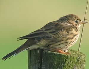 Meadow Pipit 
&copy; Robert Hendrick