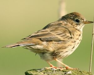Meadow Pipit 
&copy; Robert Hendrick