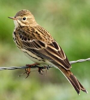 Meadow Pipit 
&copy; Robert Hendrick