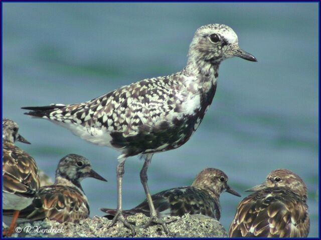 Pluvier argenté - Pluvialis squatarola