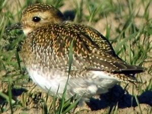 European Golden Plover