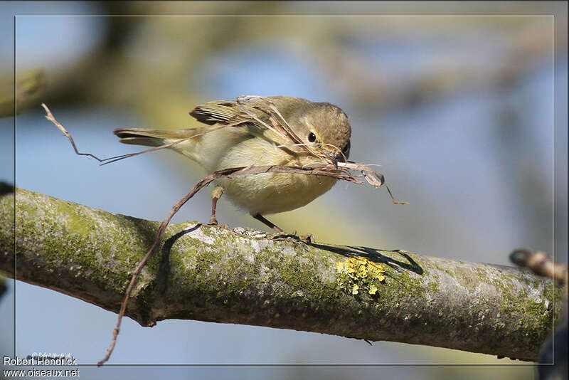 Common Chiffchaff female adult, Reproduction-nesting