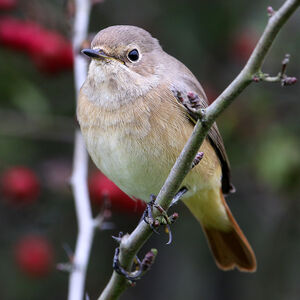 Common Redstart