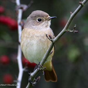 Common Redstart
