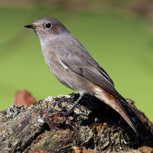 Black Redstart
