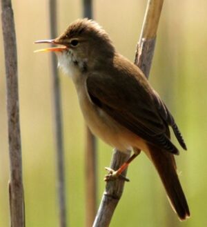 Eurasian Reed Warbler 
&copy; Robert Hendrick
