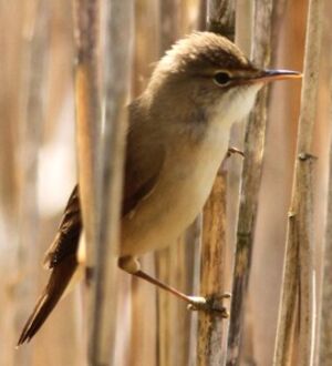 Eurasian Reed Warbler 
&copy; Robert Hendrick
