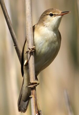 Eurasian Reed Warbler 
&copy; Robert Hendrick