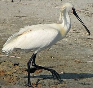 Eurasian Spoonbill